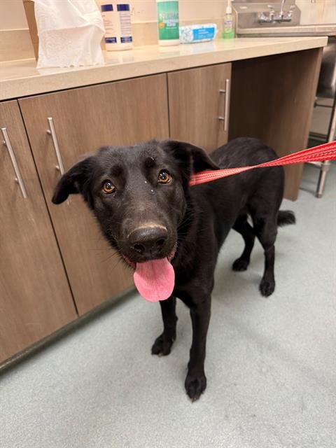 DENALIA - Labrador Retriever available for adoption