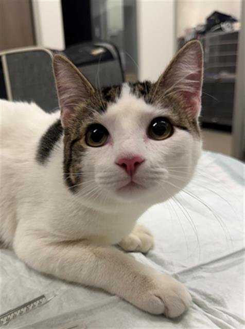 DEAN - Domestic Short Hair available for adoption