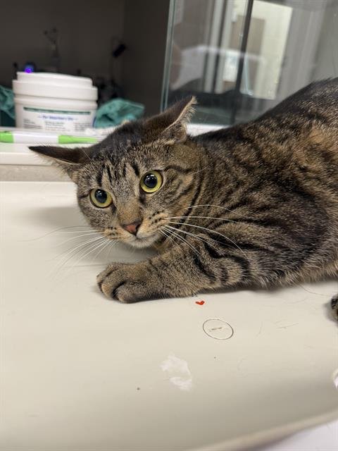 ARIA - Domestic Short Hair available for adoption