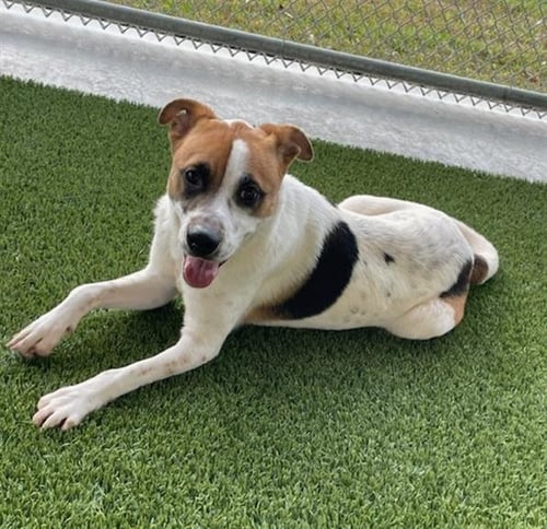 IVORY - Jack Russell Terrier (Parson Russell Terrier) available for adoption