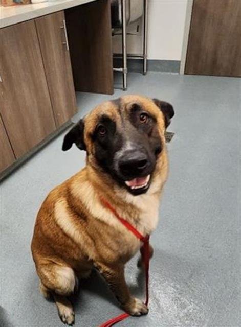 DENNIS - German Shepherd Dog / Belgian Shepherd Malinois available for adoption