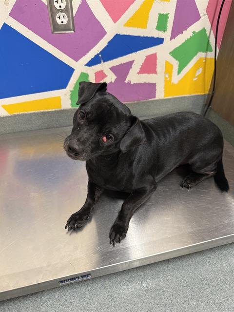 CHAOS - Chihuahua available for adoption