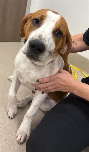 DERECK - American Pit Bull Terrier / Basset Hound available for adoption