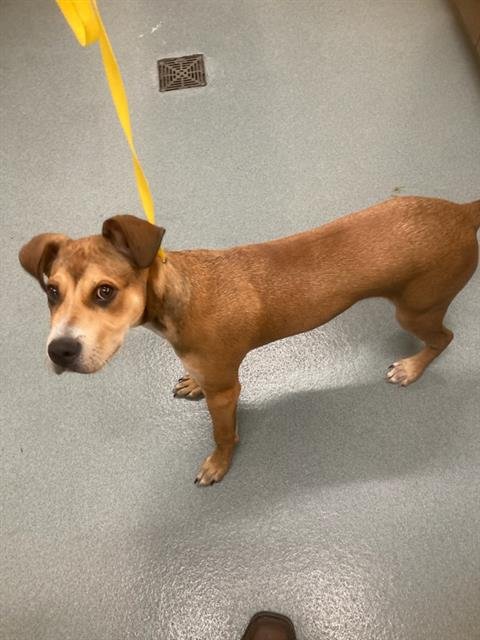 RANDY - Pit Bull Terrier / Basset Hound available for adoption