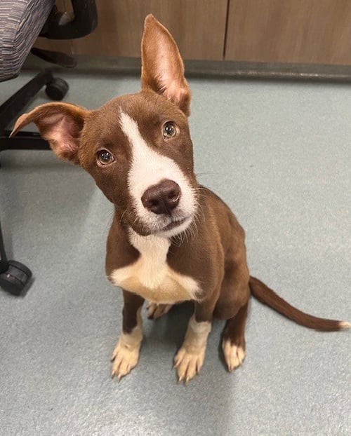 BORIS - Husky / Labrador Retriever available for adoption