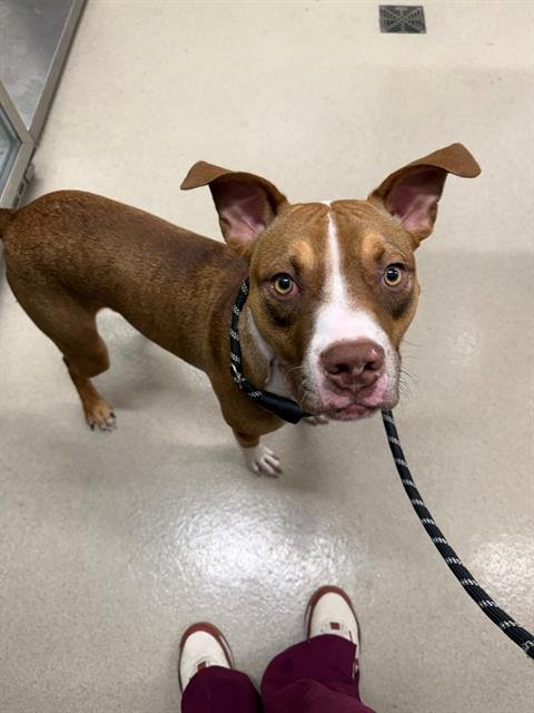 JACKAL - Pit Bull Terrier available for adoption