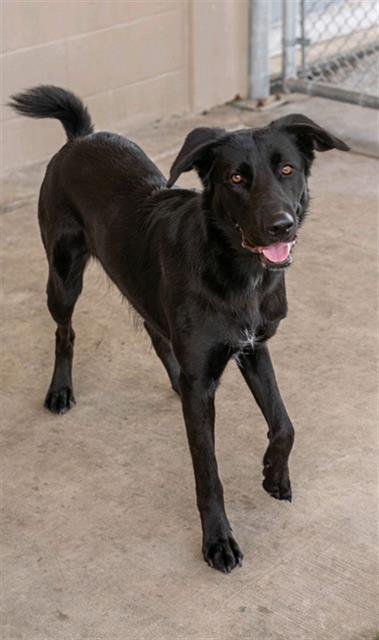 DENALIA - Labrador Retriever available for adoption