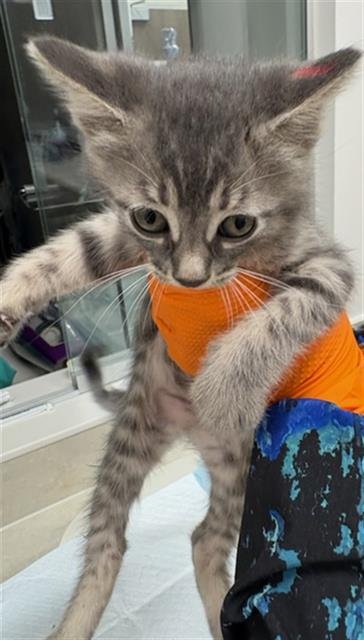 ANGELICA - Domestic Short Hair available for adoption