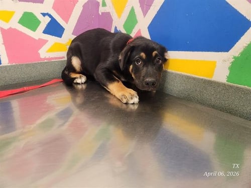 ZELDA - Rottweiler available for adoption
