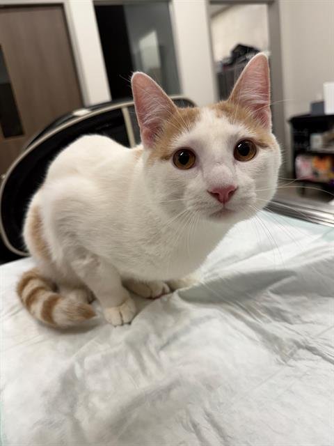 MACARIO - Domestic Short Hair available for adoption