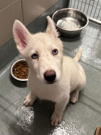 LOU - Husky / German Shepherd Dog available for adoption