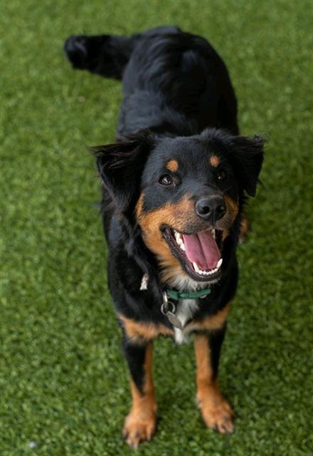 ROSA - Australian Shepherd available for adoption