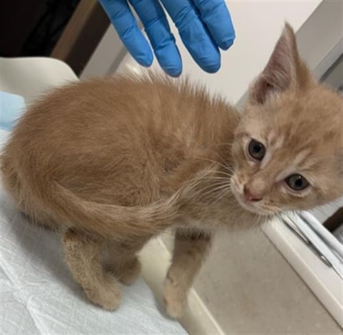 TOMMY - Domestic Short Hair available for adoption