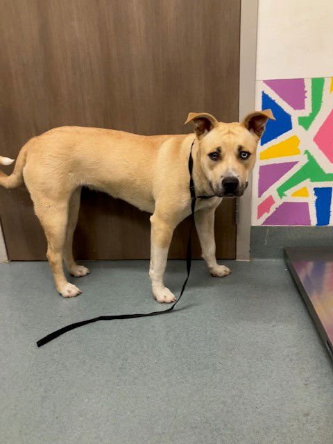 BUTTER - Pit Bull Terrier available for adoption