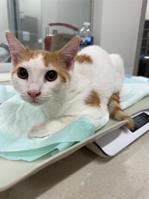 BLAZE - Domestic Short Hair available for adoption