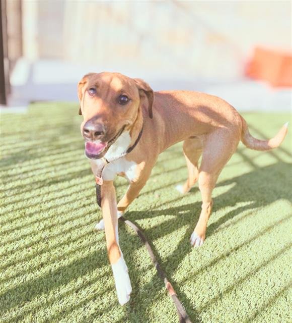 JESSE - Black Mouth Cur / Pointer available for adoption