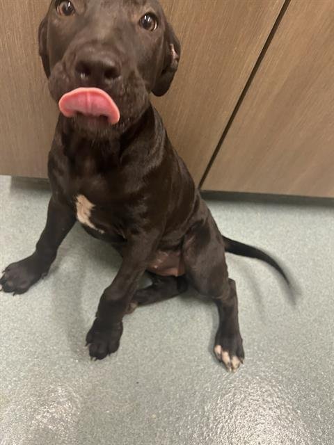 DRAMA - Pit Bull Terrier available for adoption