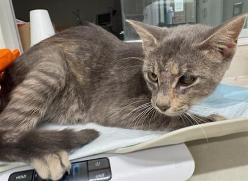 MICHA - Domestic Short Hair available for adoption