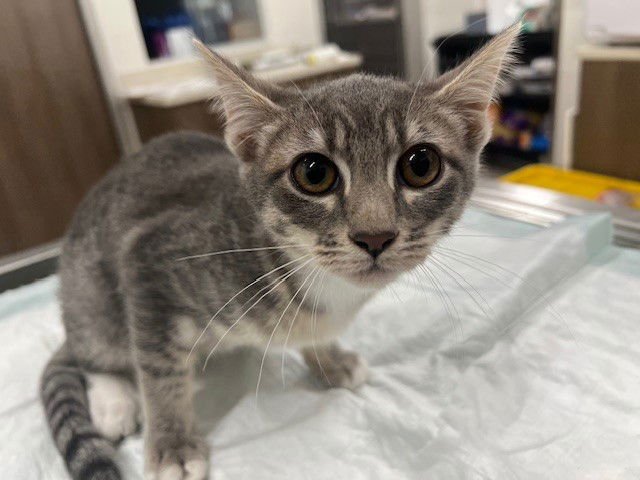 FRANCESCA - Domestic Short Hair available for adoption