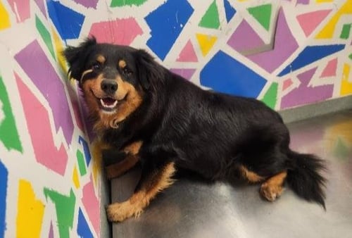 BEAR - Australian Shepherd available for adoption