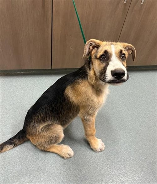 SUAVE - German Shepherd Dog available for adoption