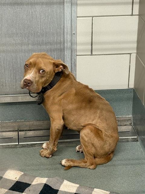 SANDI - American Pit Bull Terrier available for adoption