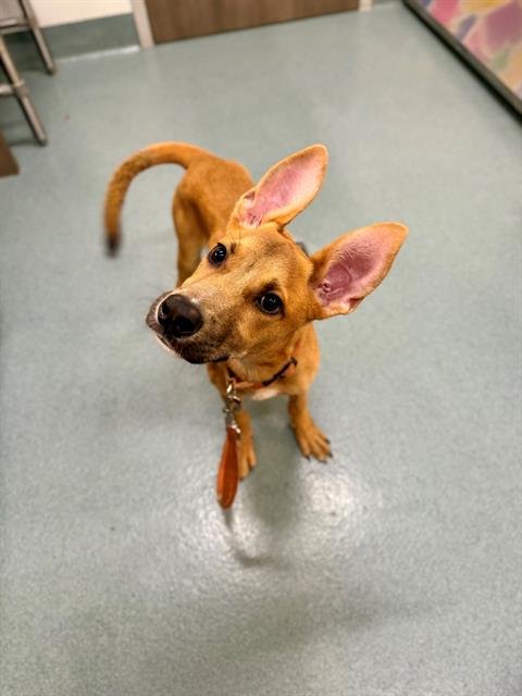 BRICK - Labrador Retriever / German Shepherd Dog available for adoption