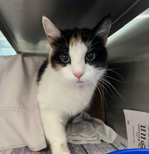 PICO - Domestic Short Hair available for adoption