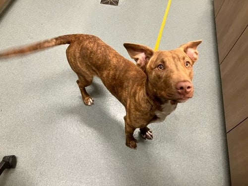 NINA - Pit Bull Terrier available for adoption