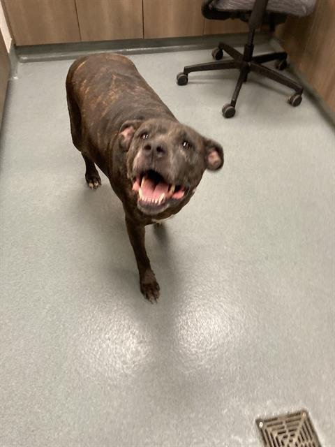 MS. JAZZY - American Pit Bull Terrier available for adoption