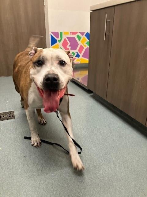 MOLLY - Pit Bull Terrier available for adoption