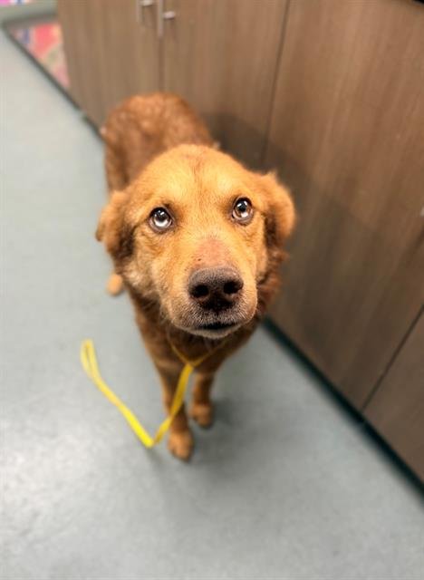 APOLLO - Husky / German Shepherd Dog available for adoption