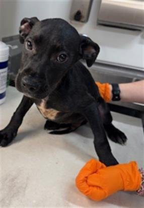 KIP - Labrador Retriever available for adoption