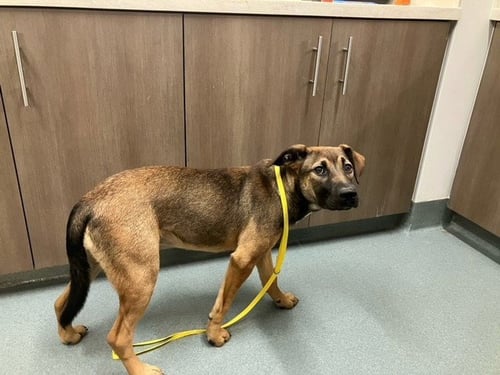 ROME - German Shepherd Dog available for adoption