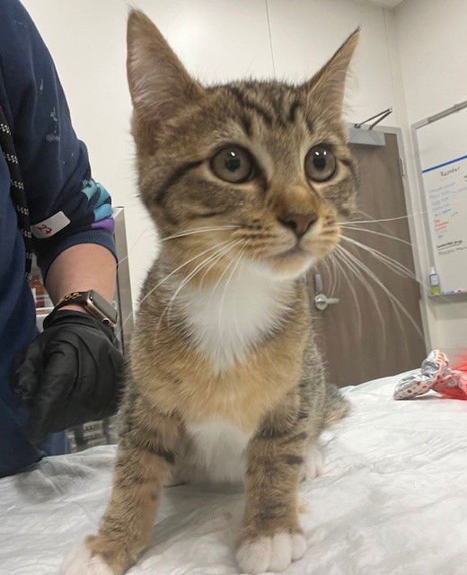 HYACINTH - Domestic Short Hair available for adoption