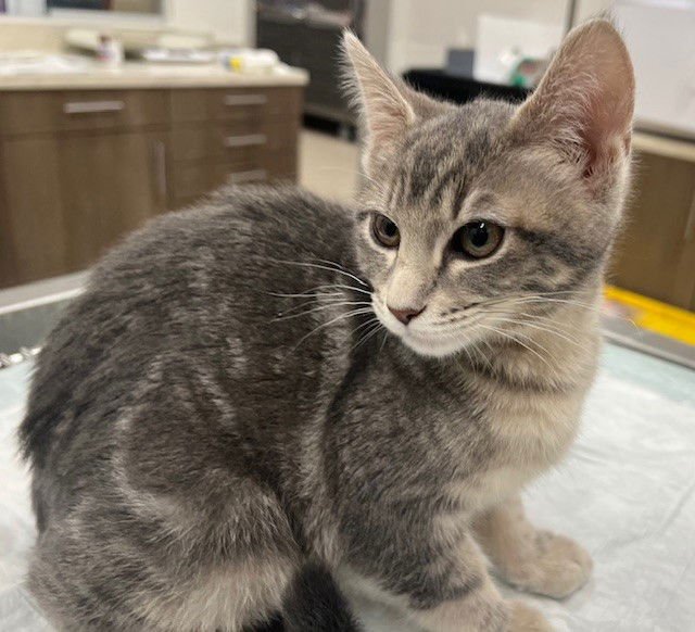 ELOISE - Domestic Short Hair available for adoption