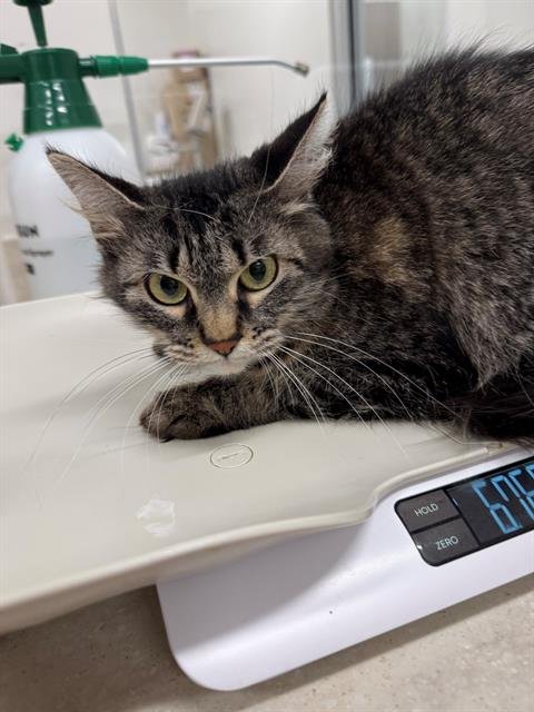 MILLIE - Domestic Medium Hair available for adoption