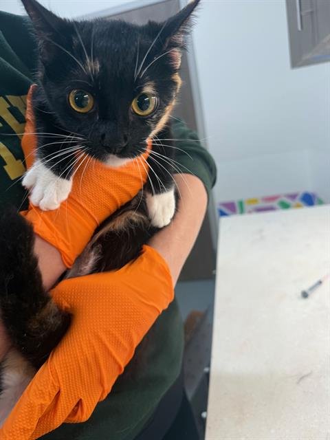 BUBBLES - Domestic Short Hair available for adoption