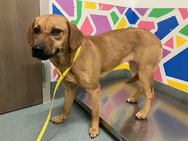 NANCY - Black Mouth Cur available for adoption