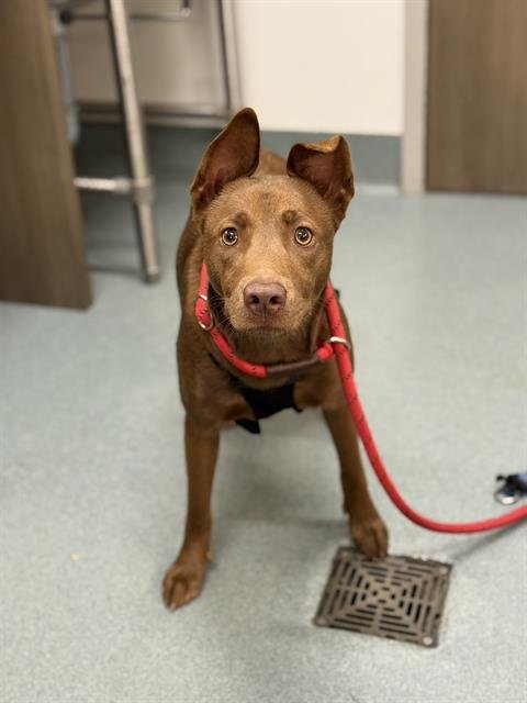 TABITHA - German Shepherd Dog / Pit Bull Terrier available for adoption