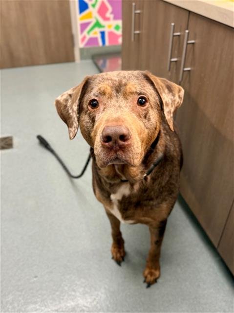 WINNIE - Catahoula Leopard Dog available for adoption