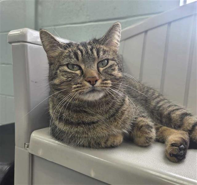 SPARKLER - Domestic Short Hair available for adoption