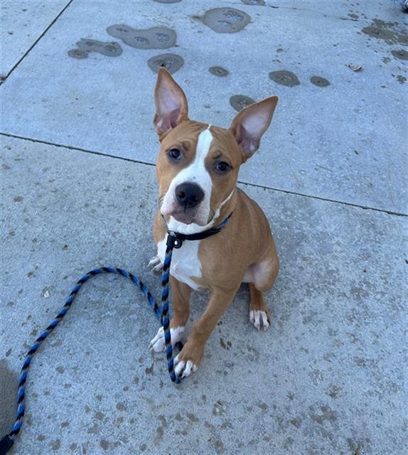 BAXTER - Pit Bull Terrier for adoption in Aurora