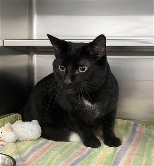 Q-TIP - Domestic Short Hair for adoption in Aurora