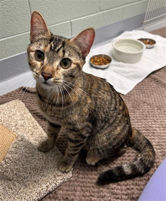 BEAN SPROUT - Domestic Short Hair for adoption in Aurora