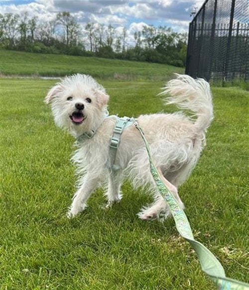 SPARKY - Poodle (Miniature) / Miniature Schnauzer for adoption in Aurora