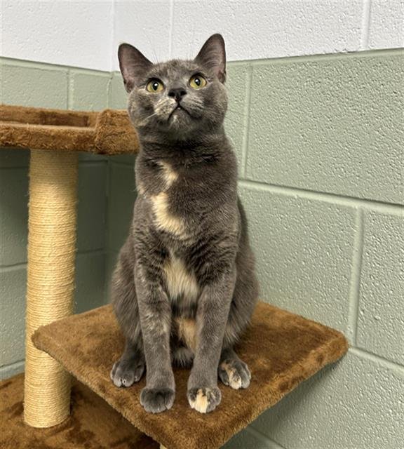 BEEF - Domestic Short Hair for adoption in Aurora