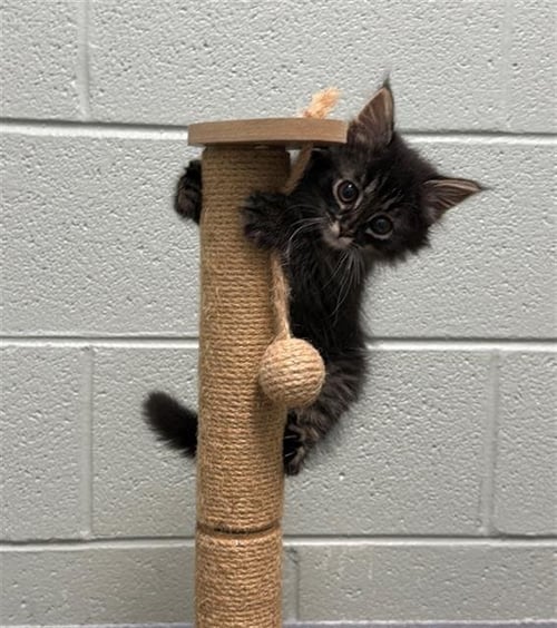 PIP