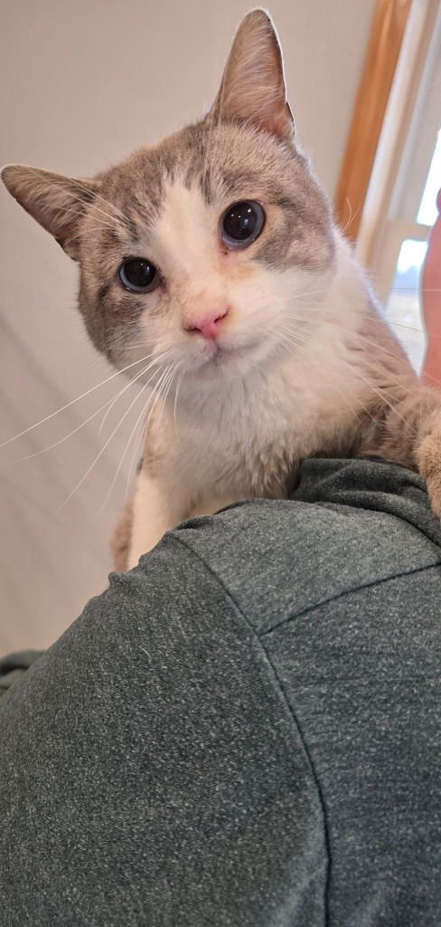 ASLAN - Siamese available for adoption