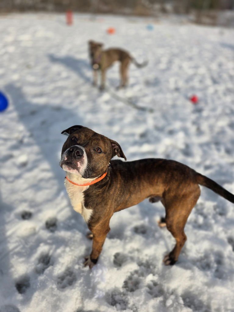 LUCA - Pit Bull Terrier available for adoption